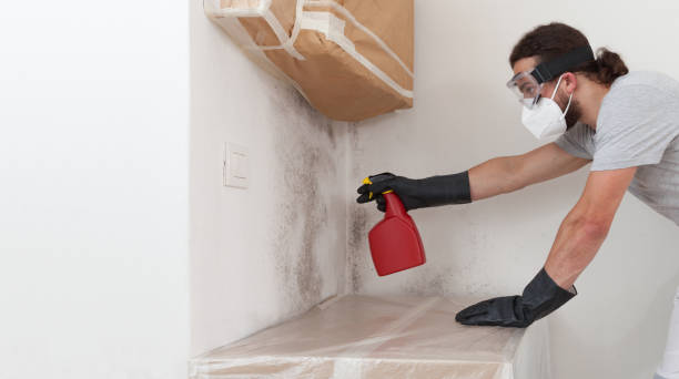 Professional Basement Mold Removal technician working in West Roxbury, MA