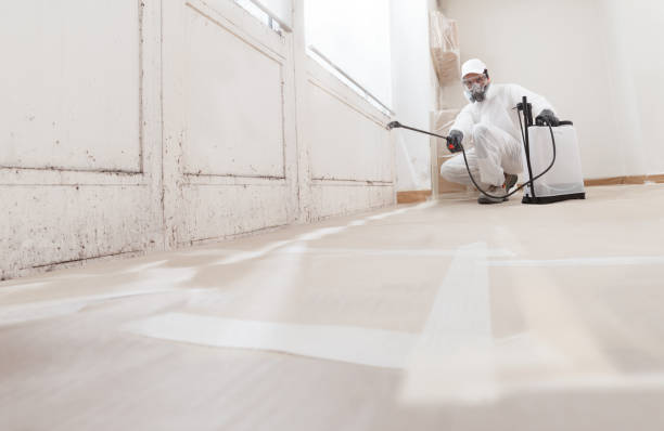 24/7 Emergency Basement Mold Removal experts in West Roxbury, MA
