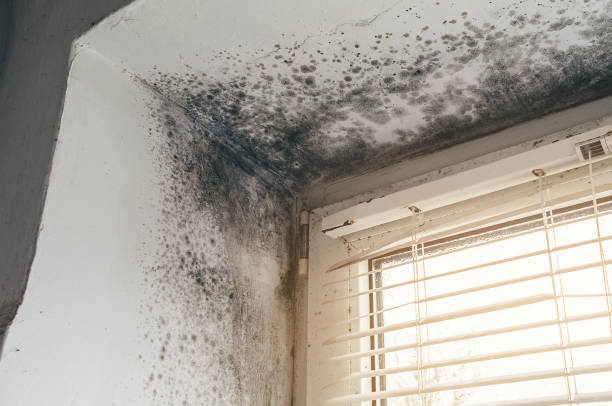 Affordable Basement Mold Removal solutions in West Roxbury, MA
